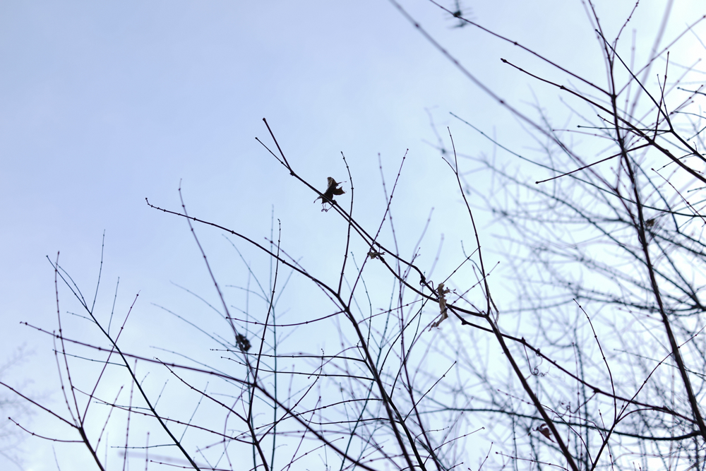 f:id:elmikamino:20141103142311j:image:w500