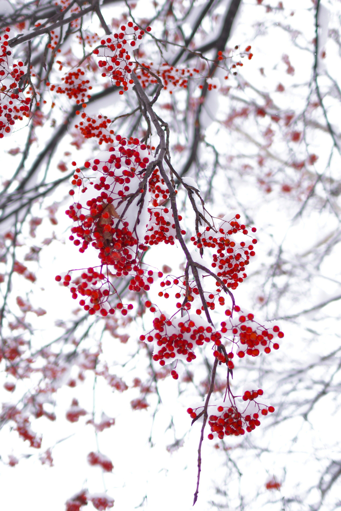 f:id:elmikamino:20141115111505j:image:h500
