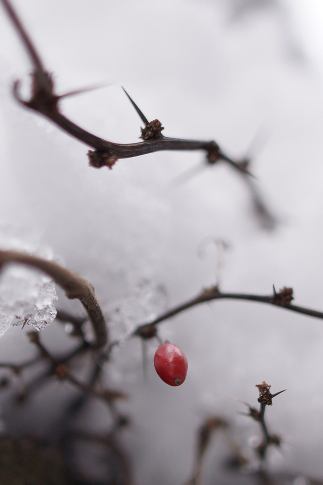 f:id:elmikamino:20141117112408j:image:h500