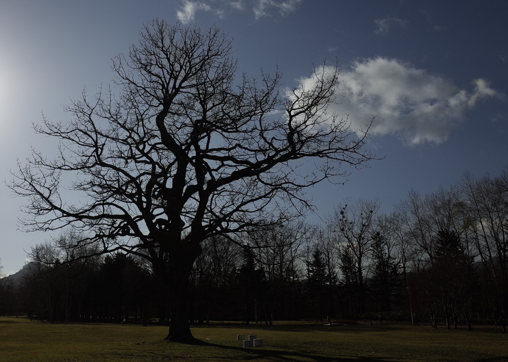 f:id:elmikamino:20141123125552j:image:w500