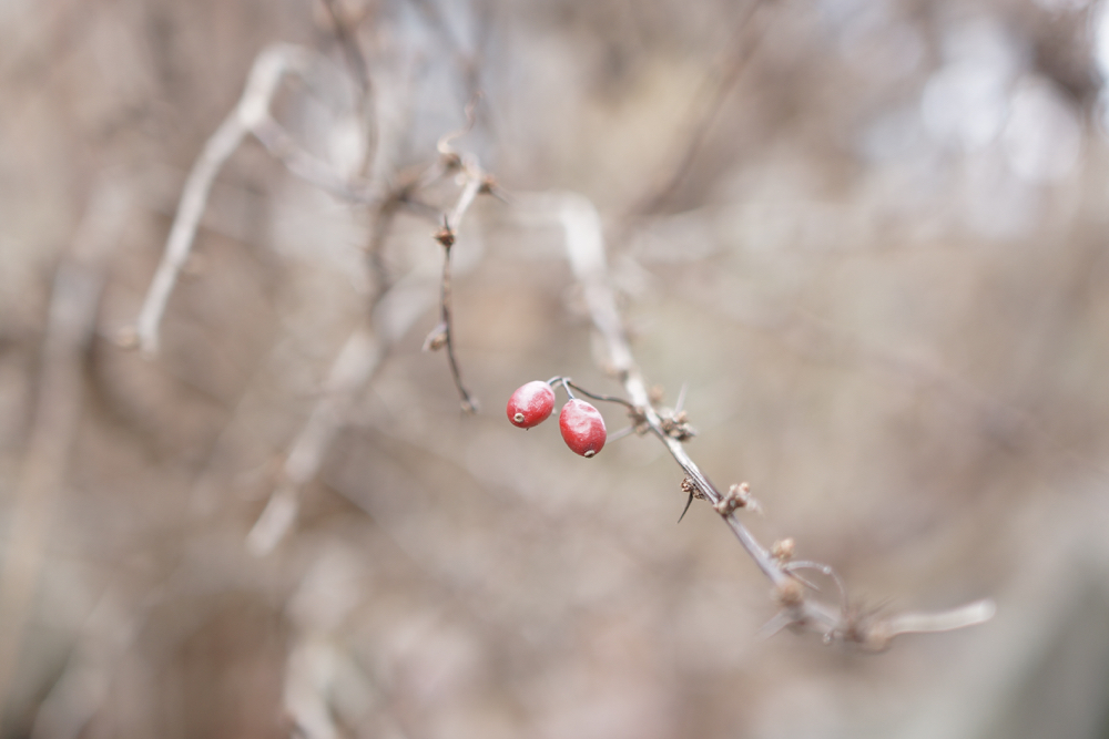 f:id:elmikamino:20141127100845j:image:w500