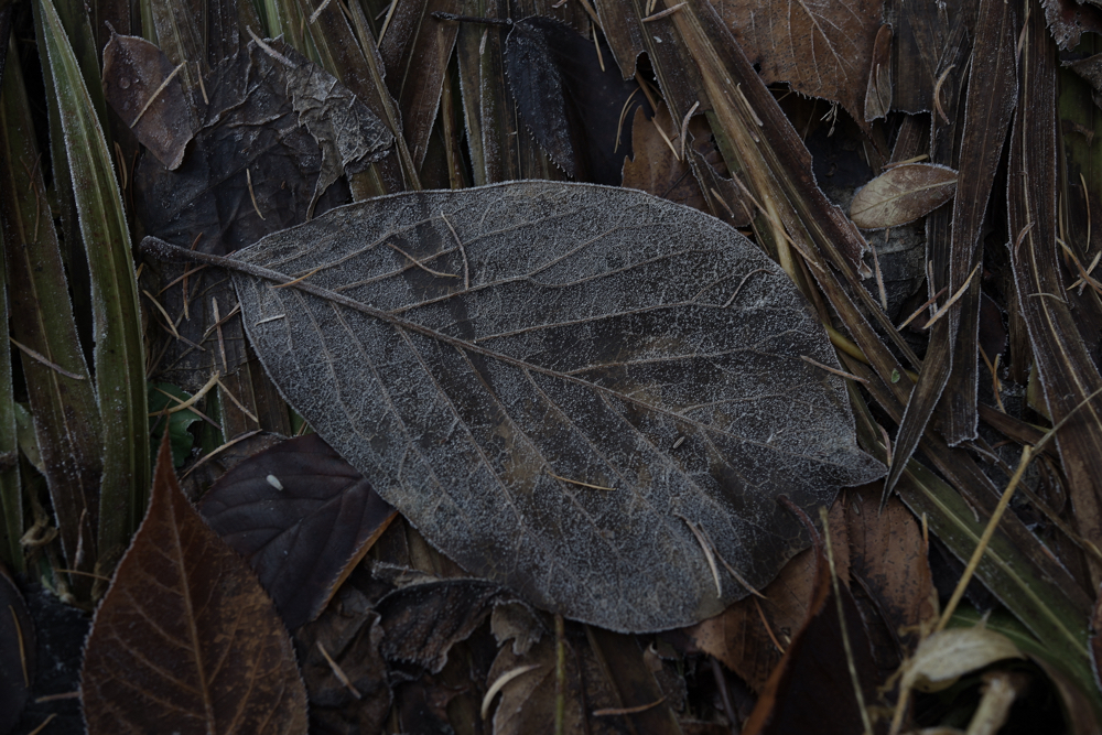 f:id:elmikamino:20141130091630j:image:w500