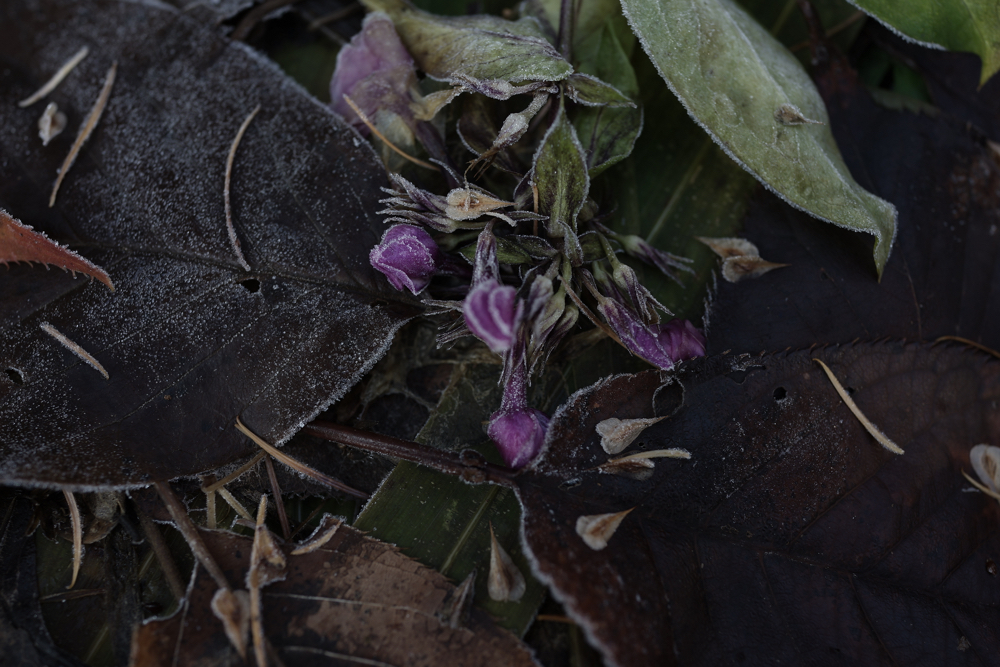 f:id:elmikamino:20141130091705j:image:w500