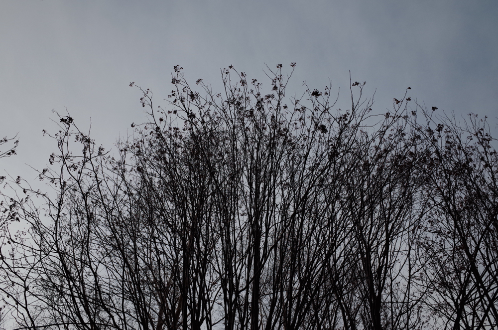 f:id:elmikamino:20141130134356j:image:w500