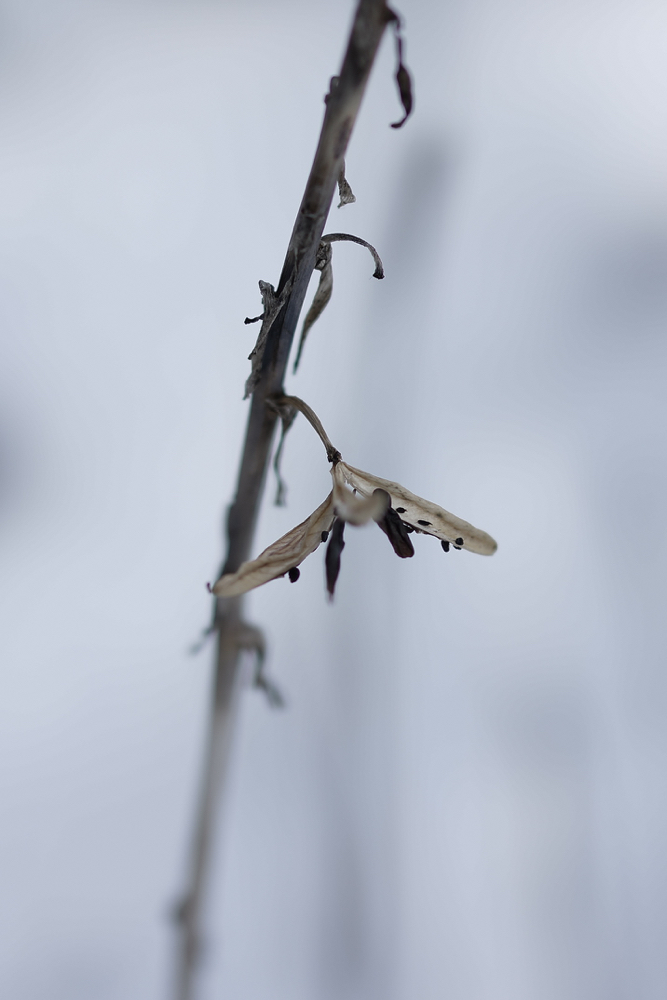 f:id:elmikamino:20141208100829j:image:h500