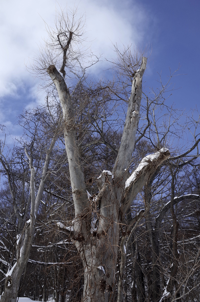 f:id:elmikamino:20150111110903j:image:h500