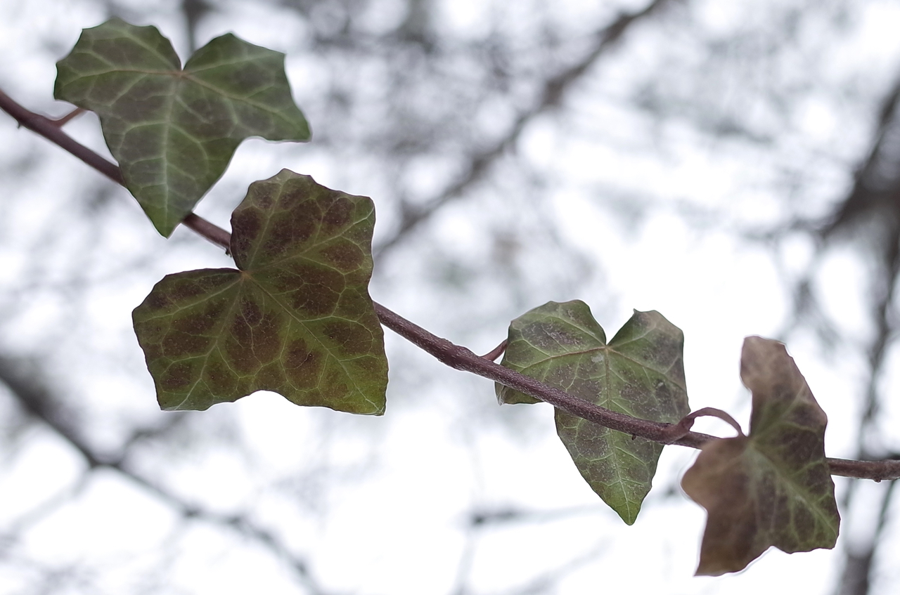 f:id:elmikamino:20150305112105j:image:w500