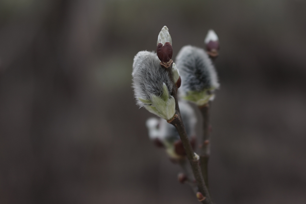 f:id:elmikamino:20150406140333j:image:w500