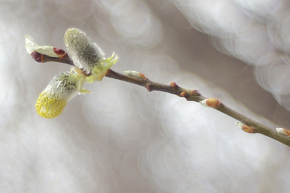 f:id:elmikamino:20150416103038j:image:w500