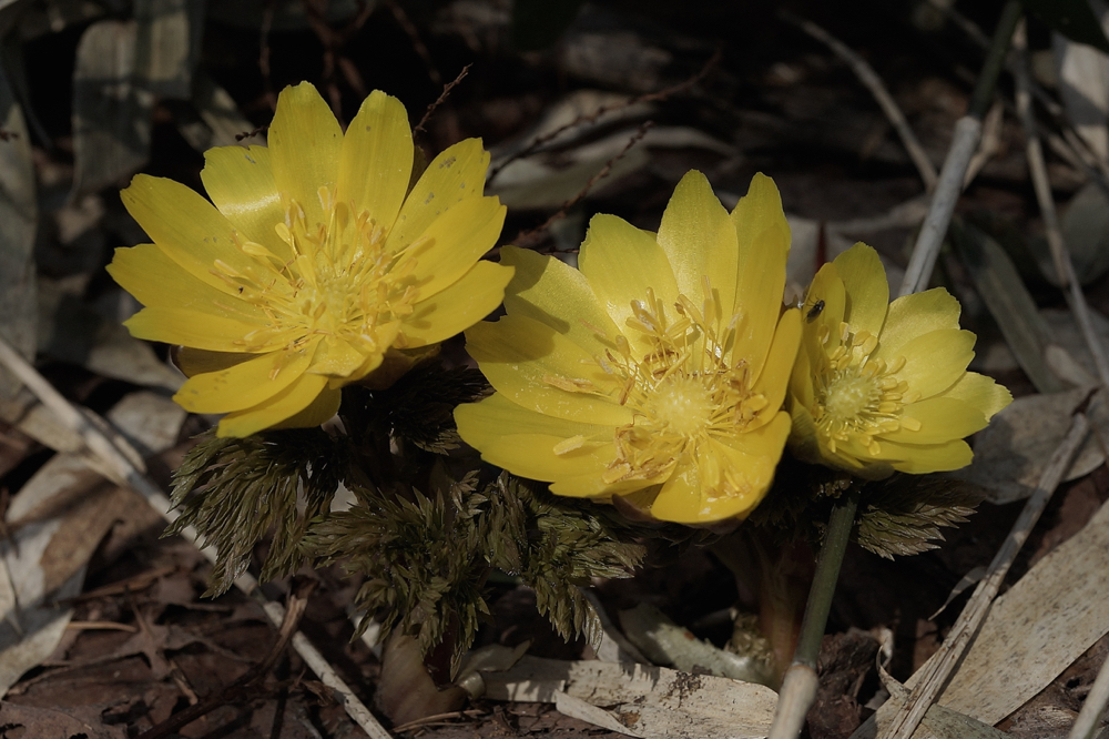 f:id:elmikamino:20150418092047j:image:w500