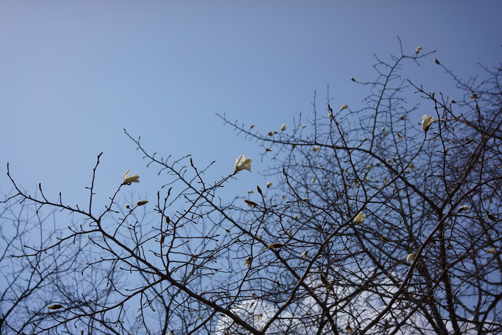 f:id:elmikamino:20150418114529j:image:w500
