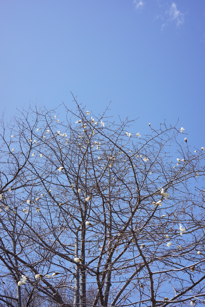 f:id:elmikamino:20150419121522j:image:h500