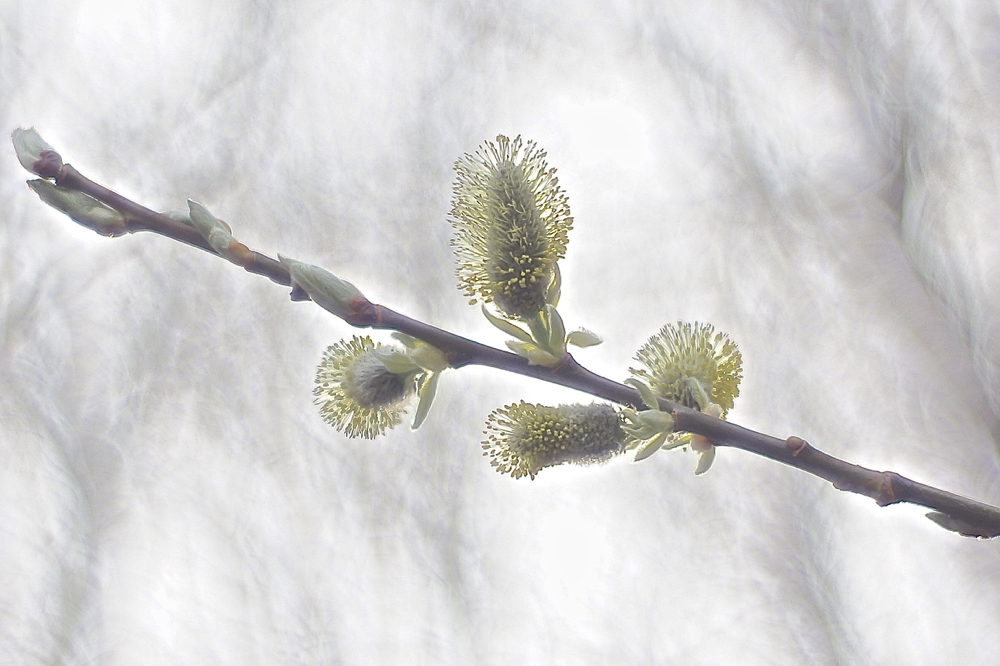 f:id:elmikamino:20150419145357j:image:w500