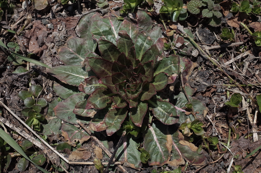 f:id:elmikamino:20150423105321j:image:w500