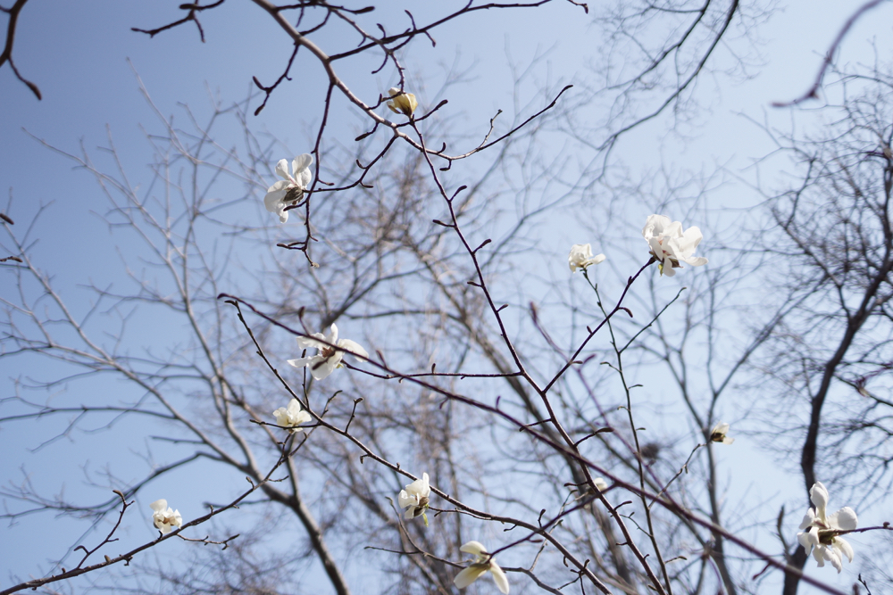 f:id:elmikamino:20150423150426j:image:w500