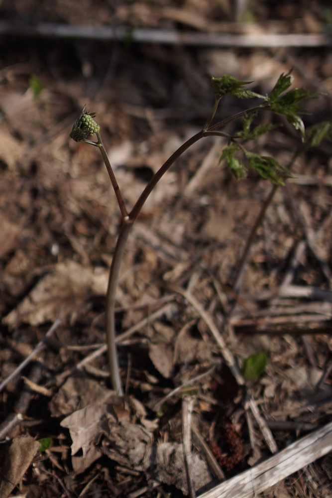 f:id:elmikamino:20150423151027j:image:h500
