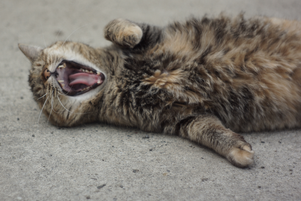 f:id:elmikamino:20150425123203j:image:w500