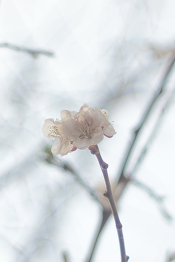 f:id:elmikamino:20150430141013j:image:h500