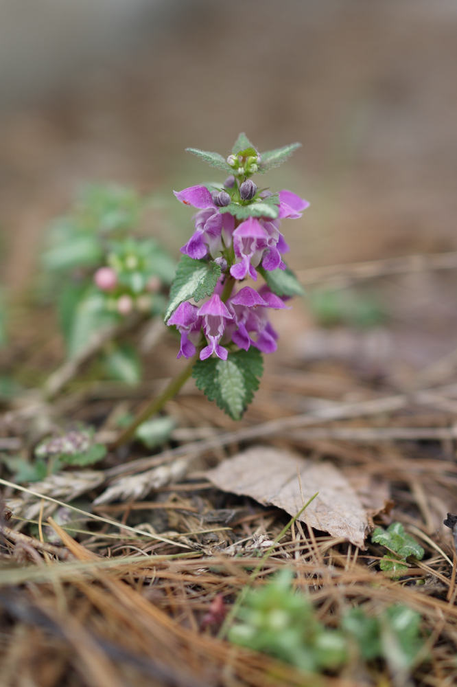 f:id:elmikamino:20150504104420j:image:h500