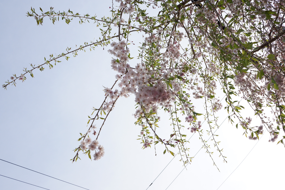 f:id:elmikamino:20150506170841j:image:w500