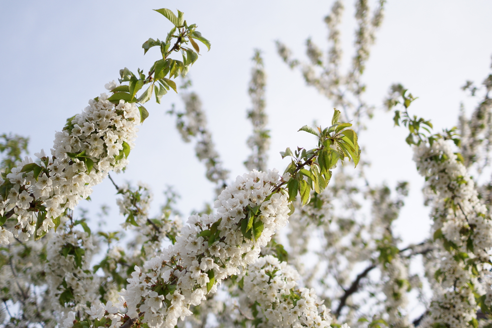 f:id:elmikamino:20150506171131j:image:w500