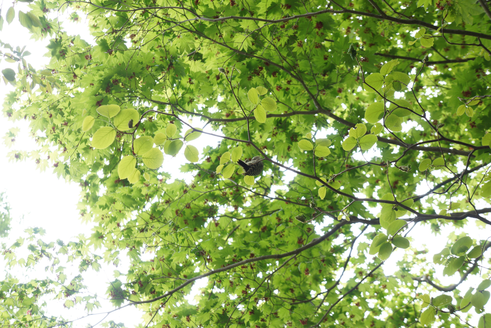 f:id:elmikamino:20150509160924j:image:w500
