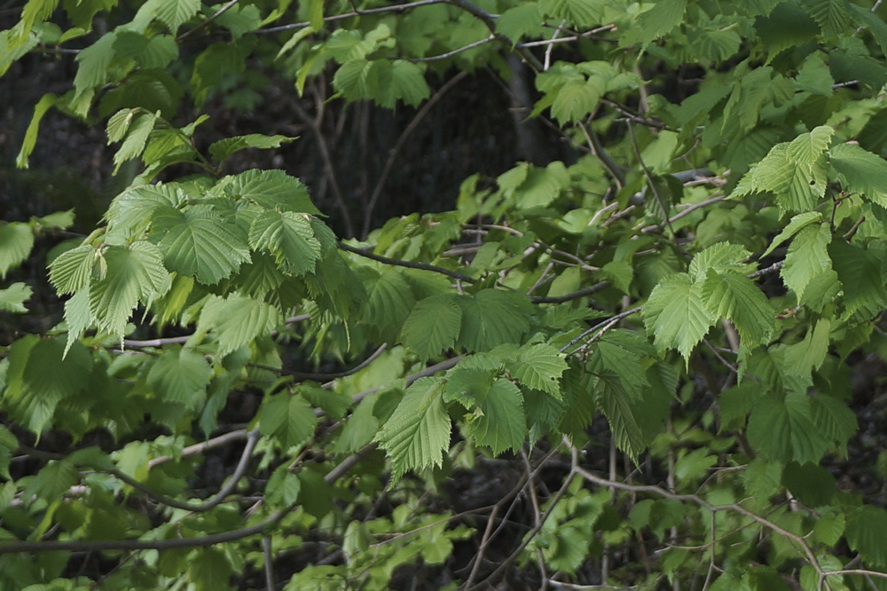 f:id:elmikamino:20150510182059j:image:w500