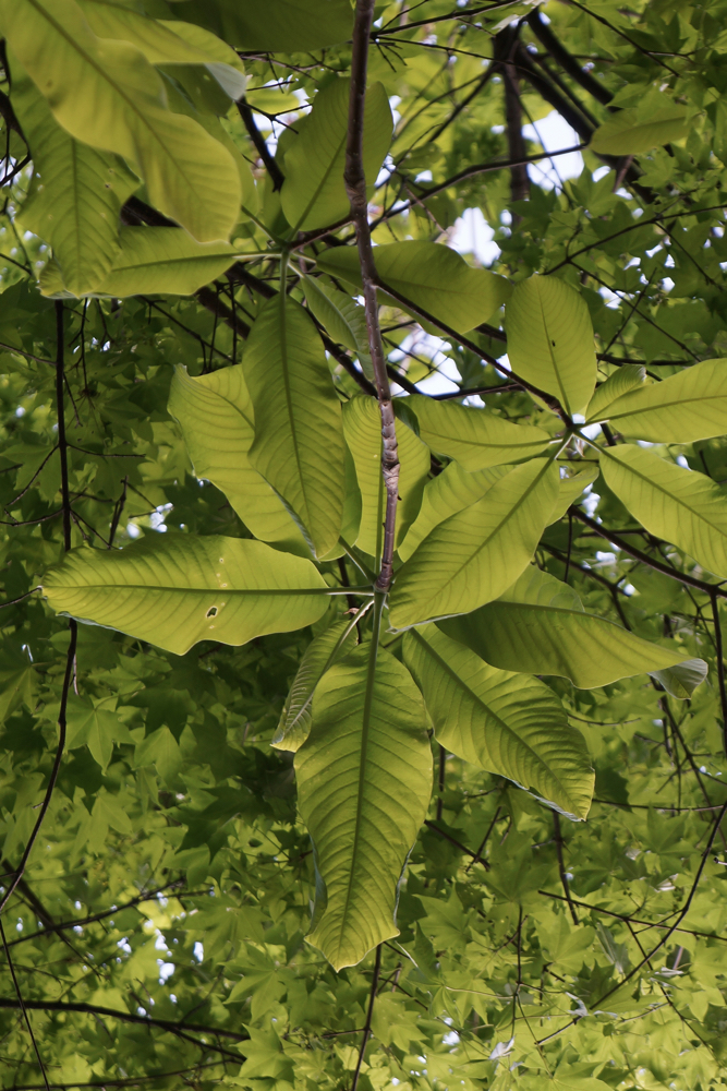 f:id:elmikamino:20150510182432j:image:h500