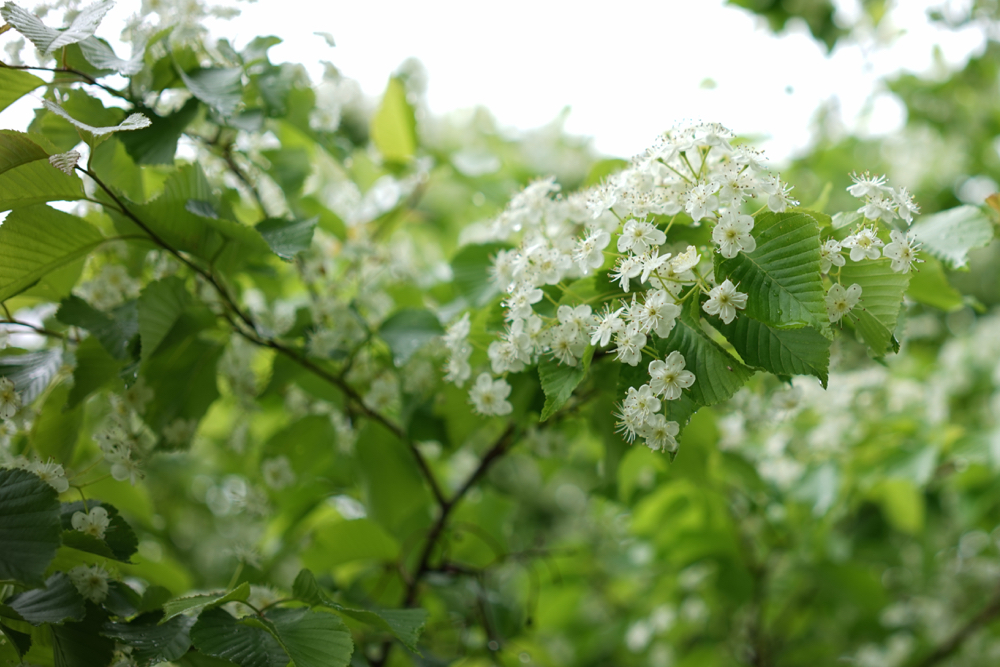 f:id:elmikamino:20150521092851j:image:w500