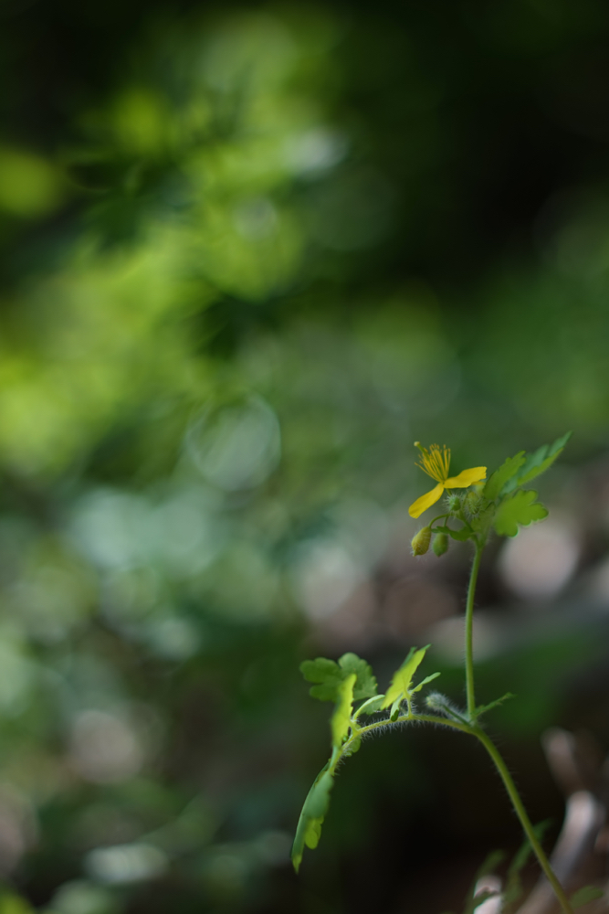 f:id:elmikamino:20150528083402j:image:h500