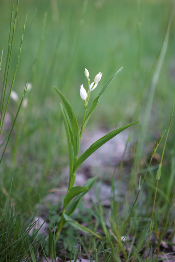 f:id:elmikamino:20150531180243j:image:h500