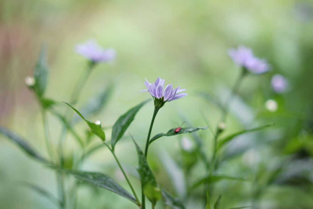 f:id:elmikamino:20150606082537j:image:w500
