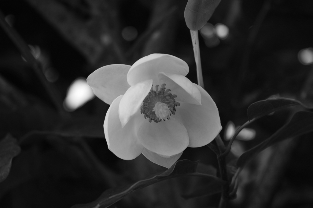 f:id:elmikamino:20150616165153j:image:w500