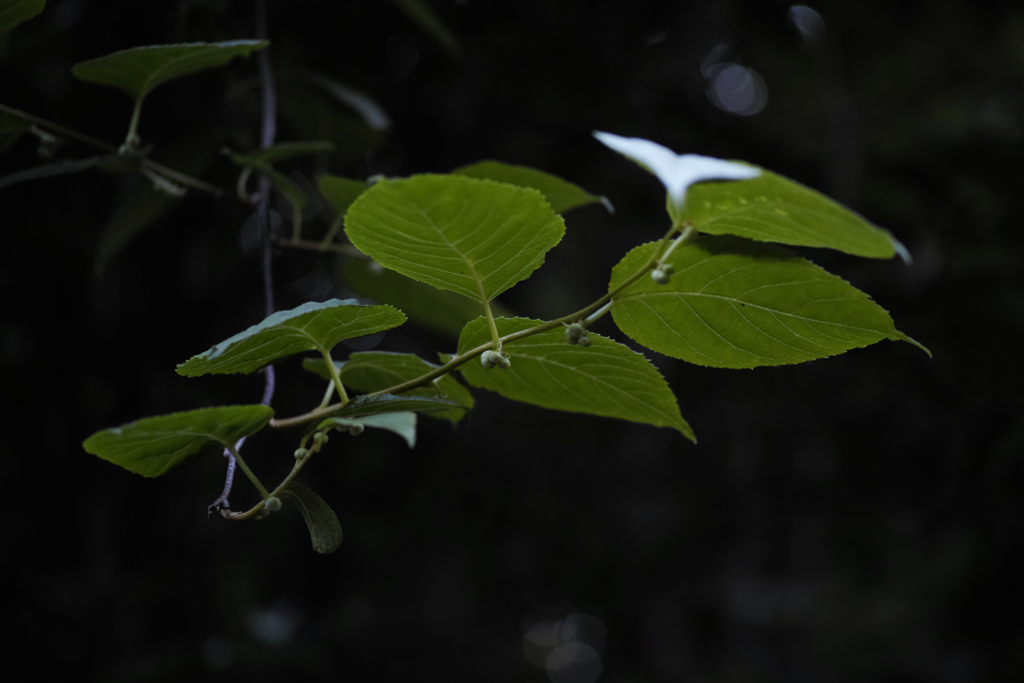 f:id:elmikamino:20150617171045j:image:w500