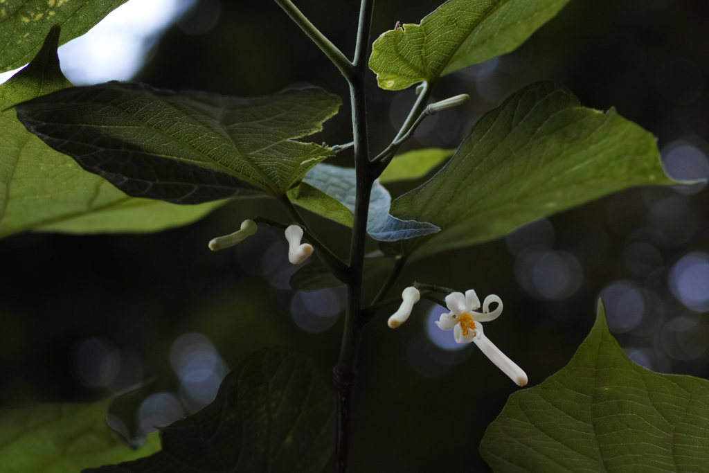 f:id:elmikamino:20150617171245j:image:w500