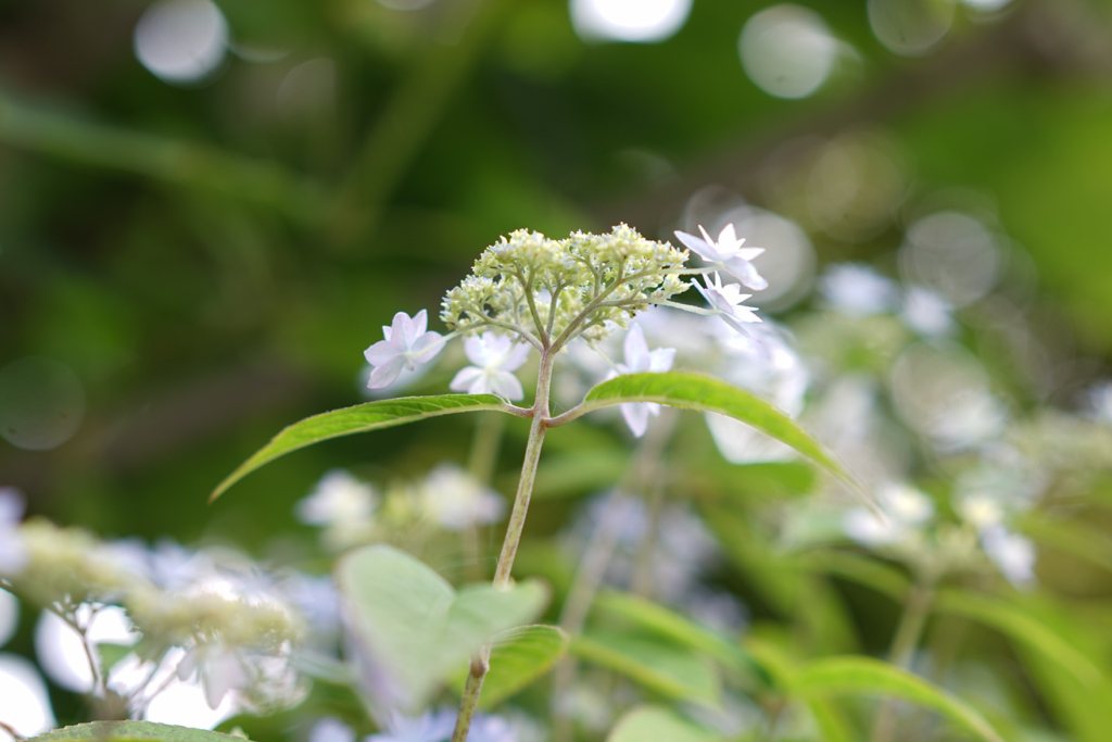 f:id:elmikamino:20150627145045j:image:w500