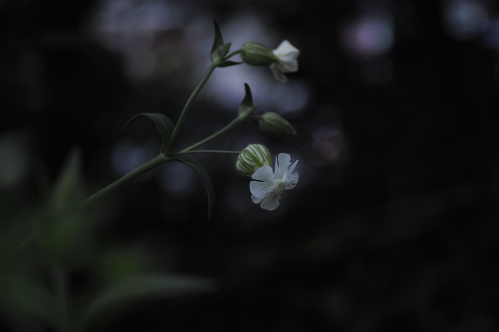 f:id:elmikamino:20150628110218j:image:w500