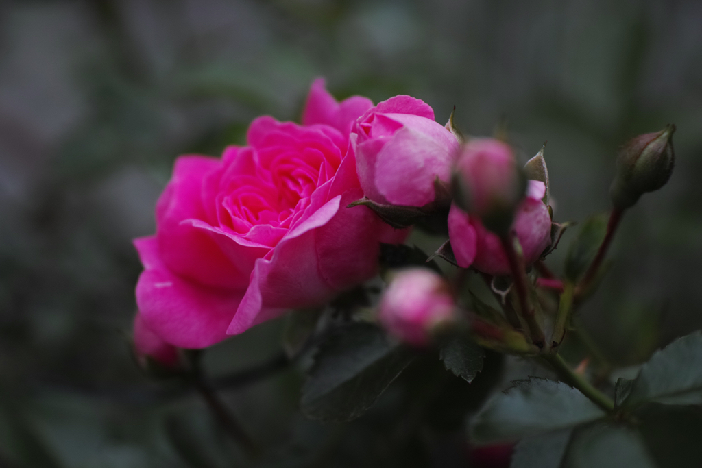 f:id:elmikamino:20150704090055j:image:w500