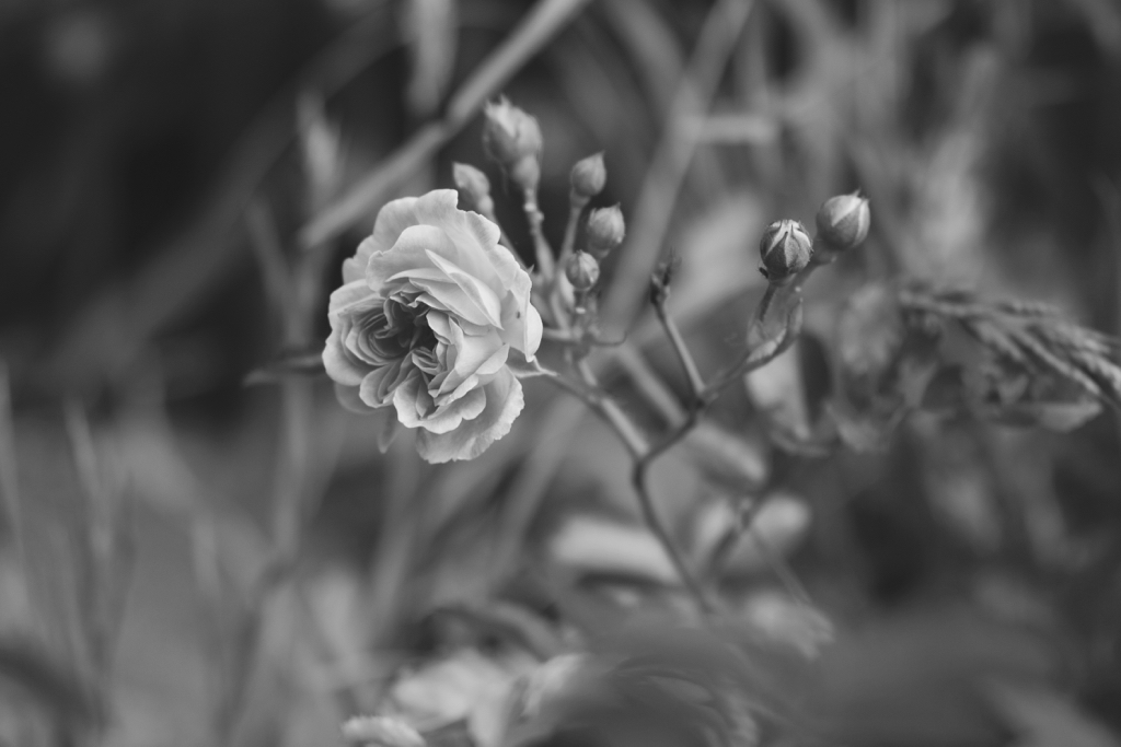 f:id:elmikamino:20150706082932j:image:w500