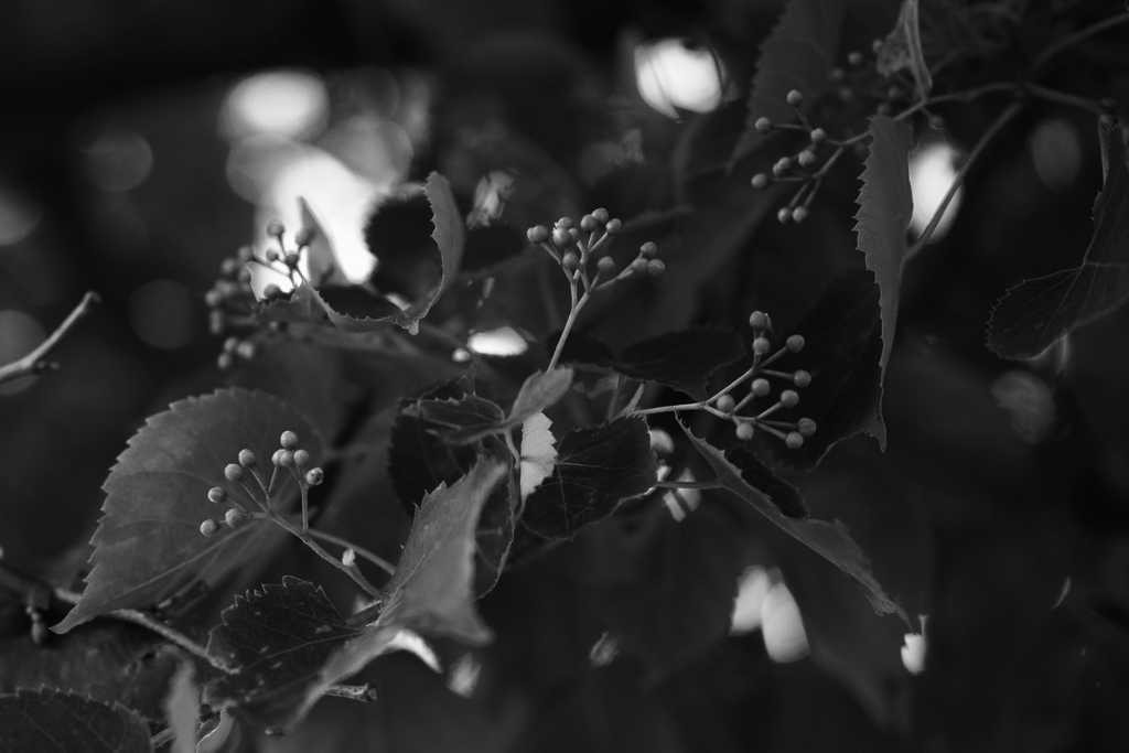 f:id:elmikamino:20150706171756j:image:w500
