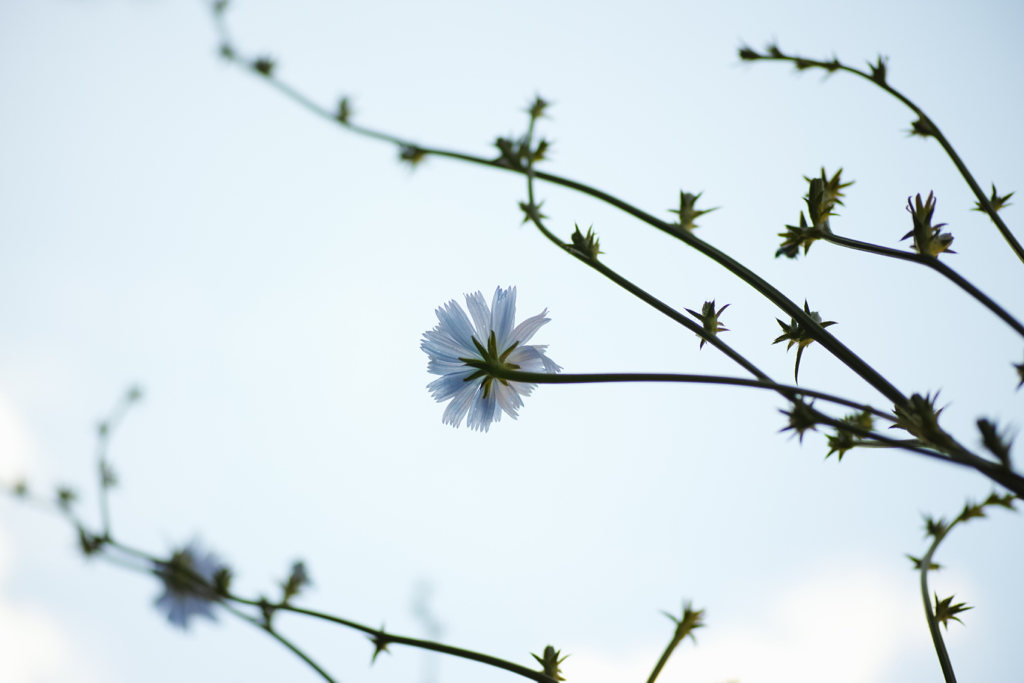 f:id:elmikamino:20150709104939j:image:w500