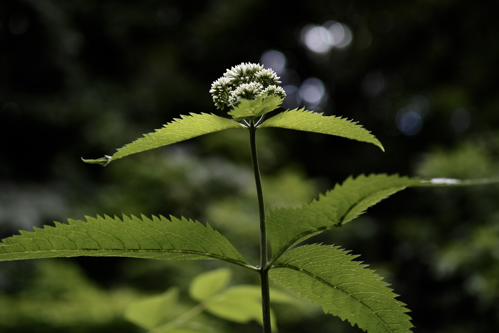 f:id:elmikamino:20150716075851j:image:w500