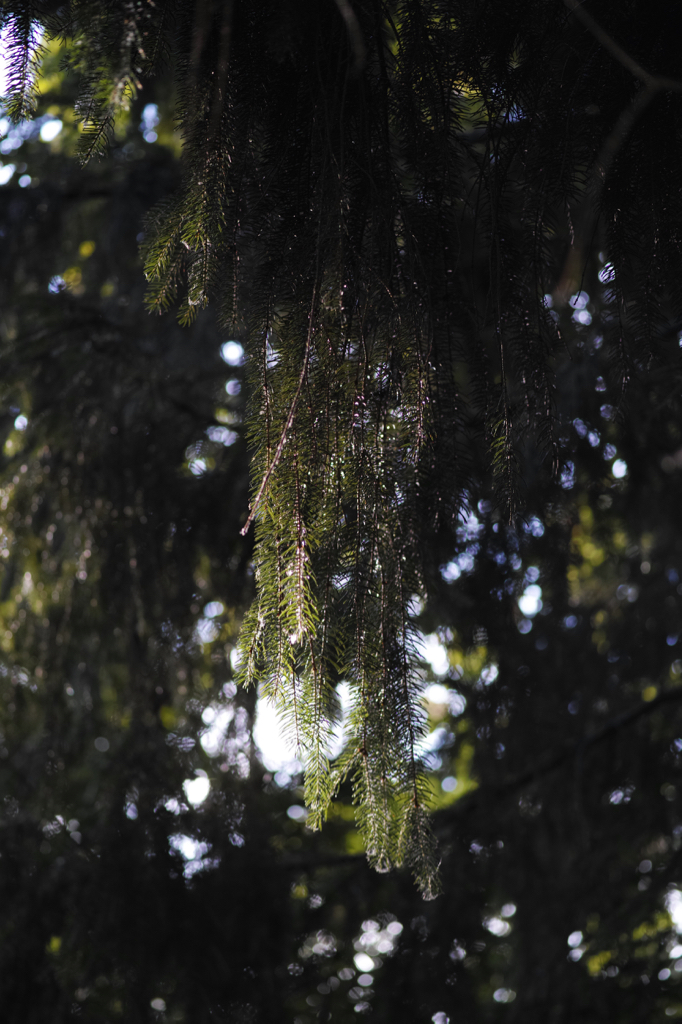 f:id:elmikamino:20150717165427j:image:h500