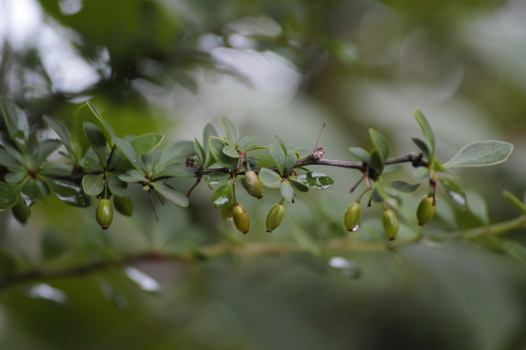 f:id:elmikamino:20150719105501j:image:w500