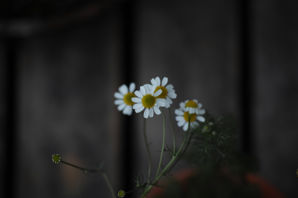 f:id:elmikamino:20150722082513j:image:w500