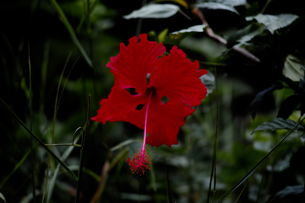 f:id:elmikamino:20150723105029j:image:w500