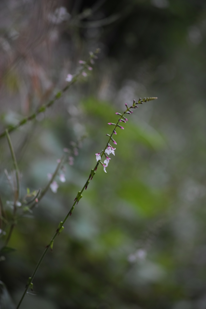 f:id:elmikamino:20150730095940j:image:h500