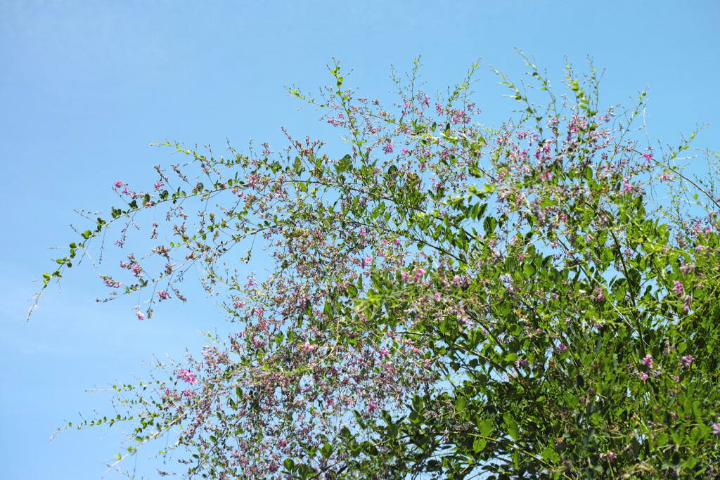 f:id:elmikamino:20150801110847j:image:w500