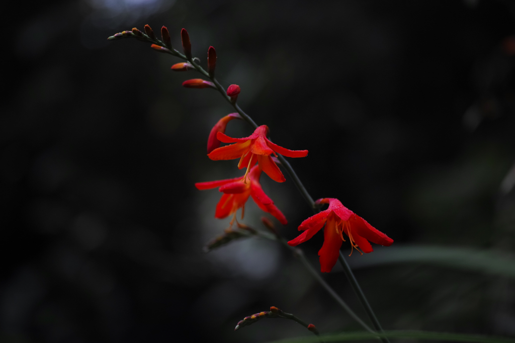 f:id:elmikamino:20150806090107j:image:w500