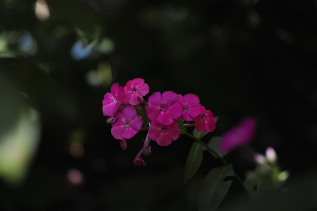 f:id:elmikamino:20150809093123j:image:w500